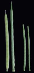 Cardamine corymbosa. Mature siliques: left, alpine form; right, lowland form.
 Image: P.B. Heenan © Landcare Research 2019 CC BY 3.0 NZ